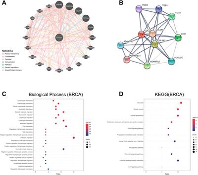 COL11A1 serves as a biomarker for poor prognosis and correlates with immune infiltration in breast cancer